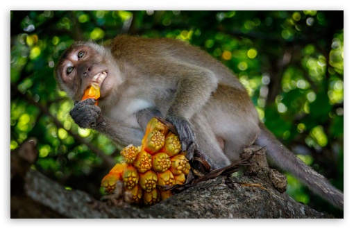 Monkey Eating UltraHD Wallpaper for UHD 16:9 ; HD 16:9 ; UltraWide 21:9 24:10 ; Widescreen 16:10 5:3 ; Fullscreen 4:3 5:4 3:2 ; Tablet 1:1 ;