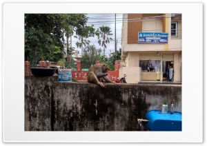 Monkey eating peanuts, Khammam 4K UHD Wallpaper for Widescreen and UltraWide Desktop, UltraHD TV, Smartphone, Tablet