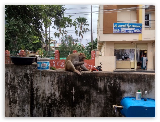 Monkey eating peanuts, Khammam UltraHD Wallpaper for Fullscreen 4:3 ;