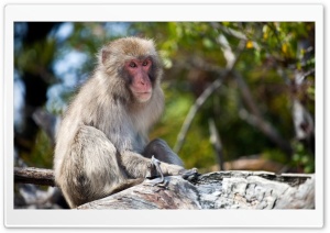 Monkey Sitting On A Branch, Japan Ultra HD Wallpaper for 4K UHD Widescreen desktop, tablet & smartphone