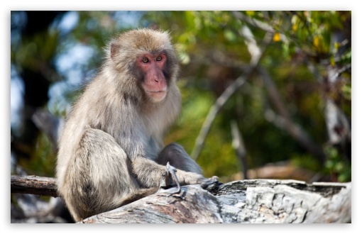 Monkey Sitting On A Branch, Japan UltraHD Wallpaper for UHD 16:9 2160p 1440p 1080p 900p 720p ; 8K UHD TV 16:9 Ultra High Definition 2160p 1440p 1080p 900p 720p ; Widescreen 16:10 5:3 WHXGA WQXGA WUXGA WXGA WGA ; Fullscreen 4:3 5:4 3:2 UXGA XGA SVGA QSXGA SXGA DVGA HVGA HQVGA ( Apple PowerBook G4 iPhone 4 3G 3GS iPod Touch ) ; Tablet 1:1 ;