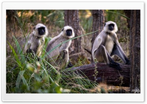 Monkeys, Gray Langur, Semnopithecus, Primate, India, Wildlife, Sacred Monkey 4K UHD Wallpaper for Widescreen and UltraWide Desktop, UltraHD TV, Smartphone, Tablet