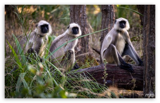 Monkeys, Gray Langur, Semnopithecus, Primate, India, Wildlife, Sacred Monkey UltraHD Wallpaper for UHD 16:9 ; HD 16:9 ; Widescreen 16:10 5:3 ; Fullscreen 3:2 ;