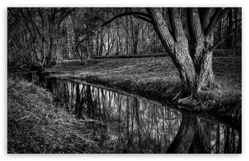 Monochrome Forest Landscape UltraHD Wallpaper for UHD 16:9 ; HD 16:9 ; UltraWide 21:9 24:10 ; Widescreen 16:10 ; Tablet 1:1 ; Mobile 9:16 9:19.5 9:20 9:21 9:22 ;