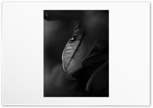 Monochrome HD wallpaper for iPhone, Android 4K UHD Wallpaper for Widescreen and UltraWide Desktop, UltraHD TV, Smartphone, Tablet