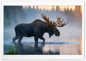 Moose Drinking Water at the Lake 4K UHD Wallpaper for Widescreen and UltraWide Desktop, UltraHD TV, Smartphone, Tablet