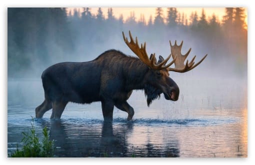 Moose Drinking Water at the Lake UltraHD Wallpaper for UHD 16:9 ; HD 16:9 ; UltraWide 21:9 24:10 32:10 ; Widescreen 16:10 ; Dual 16:10 ;