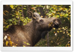 Moose In Fall Ultra HD Wallpaper for 4K UHD Widescreen desktop, tablet & smartphone