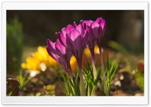 More Crocus Flowers Ultra HD Wallpaper for 4K UHD Widescreen desktop, tablet & smartphone