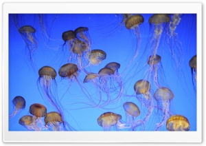 More Jellyfish Ultra HD Wallpaper for 4K UHD Widescreen desktop, tablet & smartphone