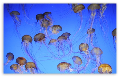 More Jellyfish UltraHD Wallpaper for UHD 16:9 2160p 1440p 1080p 900p 720p ; 8K UHD TV 16:9 Ultra High Definition 2160p 1440p 1080p 900p 720p ; Widescreen 16:10 5:3 WHXGA WQXGA WUXGA WXGA WGA ; Fullscreen 4:3 5:4 3:2 UXGA XGA SVGA QSXGA SXGA DVGA HVGA HQVGA ( Apple PowerBook G4 iPhone 4 3G 3GS iPod Touch ) ; Tablet 1:1 ; Mobile 3:5 3:4 - ;