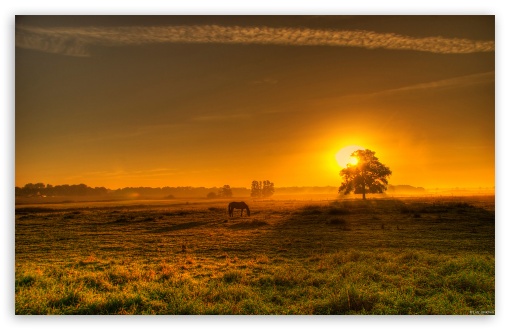 Morgens auf der Koppel Morning in a horse paddock UltraHD Wallpaper for Widescreen 16:10 ;