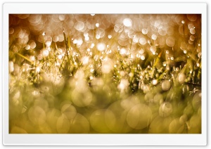 Morning Dew Drops On Grass Ultra HD Wallpaper for 4K UHD Widescreen desktop, tablet & smartphone