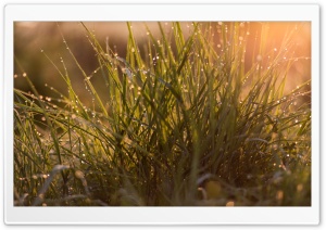 Morning Dew Drops on Grass Ultra HD Wallpaper for 4K UHD Widescreen desktop, tablet & smartphone