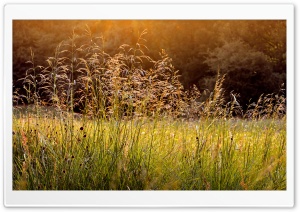Morning Dew Grass Ultra HD Wallpaper for 4K UHD Widescreen desktop, tablet & smartphone