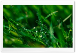Morning Dew, Green Grass Ultra HD Wallpaper for 4K UHD Widescreen desktop, tablet & smartphone