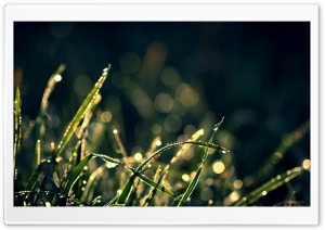 Morning Dew In Sunlight Ultra HD Wallpaper for 4K UHD Widescreen desktop, tablet & smartphone