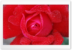 Morning dew on a Red Rose Ultra HD Wallpaper for 4K UHD Widescreen desktop, tablet & smartphone