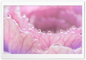 Morning Dew On Pink Flower Ultra HD Wallpaper for 4K UHD Widescreen desktop, tablet & smartphone