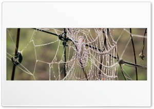 Morning Dew On Spider Web Ultra HD Wallpaper for 4K UHD Widescreen Desktop, Lockscreen, Screensaver, TV, Tablet, Smartphone