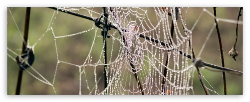 Morning Dew On Spider Web UltraHD Wallpaper for Dual 4:3 5:4 ;