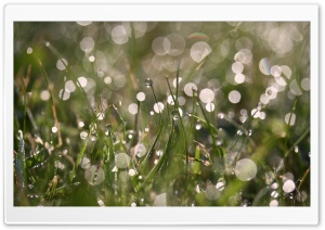Morning Dew, Summer Ultra HD Wallpaper for 4K UHD Widescreen desktop, tablet & smartphone