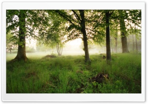 Morning Fog Ultra HD Wallpaper for 4K UHD Widescreen desktop, tablet & smartphone