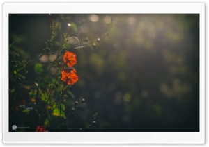 Morning Glory Ultra HD Wallpaper for 4K UHD Widescreen desktop, tablet & smartphone