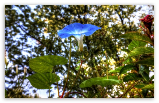 Morning Glory HDR UltraHD Wallpaper for UHD 16:9 ; HD 16:9 ; Widescreen 16:10 5:3 ; Fullscreen 4:3 5:4 3:2 ; Tablet 1:1 ; Mobile 3:5 3:4 ; Dual 5:4 ;