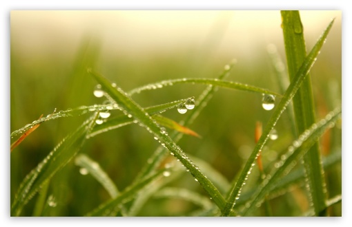 Morning Grass Dew UltraHD Wallpaper for UHD 16:9 2160p 1440p 1080p 900p 720p ; 8K UHD TV 16:9 Ultra High Definition 2160p 1440p 1080p 900p 720p ; UltraWide 32:9 32:10 ; Widescreen 16:10 5:3 WHXGA WQXGA WUXGA WXGA WGA ; Fullscreen 4:3 5:4 3:2 UXGA XGA SVGA QSXGA SXGA DVGA HVGA HQVGA ( Apple PowerBook G4 iPhone 4 3G 3GS iPod Touch ) ; Tablet 1:1 ; Mobile 3:5 3:4 - ; Dual 16:10 5:3 16:9 4:3 5:4 WHXGA WQXGA WUXGA WXGA WGA 2160p 1440p 1080p 900p 720p UXGA XGA SVGA QSXGA SXGA ;