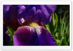 Morning Iris Ultra HD Wallpaper for 4K UHD Widescreen desktop, tablet & smartphone