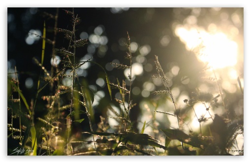 Morning light UltraHD Wallpaper for UHD 16:9 ; HD 16:9 ; Widescreen 16:10 5:3 ; Fullscreen 3:2 ;