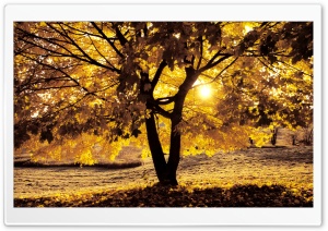 Morning Light In Autumn Ultra HD Wallpaper for 4K UHD Widescreen desktop, tablet & smartphone
