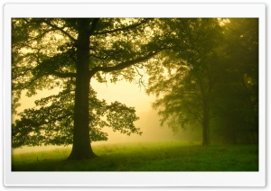 Morning Mist Ultra HD Wallpaper for 4K UHD Widescreen desktop, tablet & smartphone