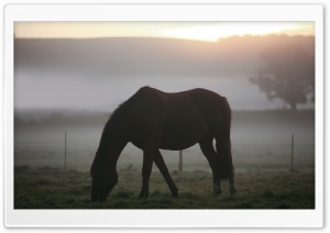 Morning Mist Horse Ultra HD Wallpaper for 4K UHD Widescreen desktop, tablet & smartphone