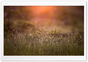 Morning On A Swamp Ultra HD Wallpaper for 4K UHD Widescreen desktop, tablet & smartphone