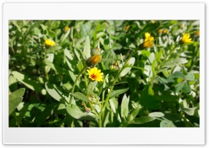 Morning spring 4K UHD Wallpaper for Widescreen and UltraWide Desktop, UltraHD TV, Smartphone, Tablet