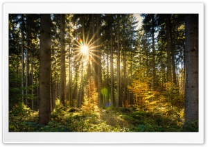 Morning Sun Rays Forest Ultra HD Wallpaper for 4K UHD Widescreen desktop, tablet & smartphone