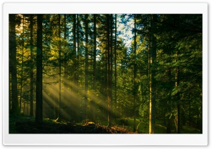 Morning Sun Rays in the Conifer Woods 4K UHD Wallpaper for Widescreen and UltraWide Desktop, UltraHD TV, Smartphone, Tablet