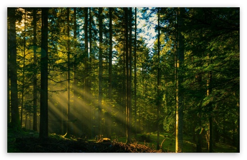 Morning Sun Rays in the Conifer Woods UltraHD Wallpaper for UHD 16:9 ; HD 16:9 ; UltraWide 21:9 24:10 32:9 32:10 ; Widescreen 16:10 5:3 ; Fullscreen 4:3 5:4 3:2 ; Tablet 1:1 ; Mobile 9:16 9:19.5 9:20 10:16 2:3 3:5 3:4 ; Dual 16:10 5:3 16:9 4:3 5:4 3:2 ;