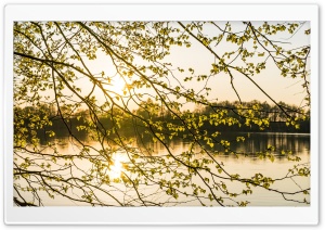 Morning Sunshine, Spring, Tree Branches, Lake Ultra HD Wallpaper for 4K UHD Widescreen desktop, tablet & smartphone