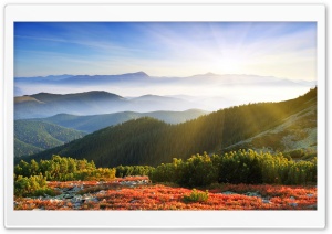 Morning Sunshine With Fog Ultra HD Wallpaper for 4K UHD Widescreen desktop, tablet & smartphone