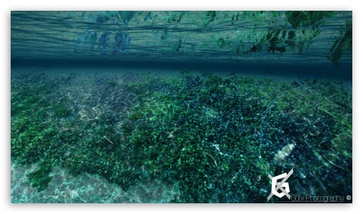 Moss UltraHD Wallpaper for HD 16:9 ;