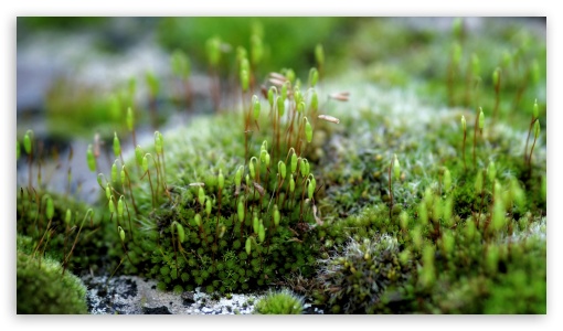 Moss UltraHD Wallpaper for HD 16:9 ; Fullscreen 3:2 ;