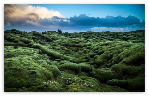 Moss covered Lava fields, Iceland UltraHD Wallpaper for UHD 16:9 2160p 1440p 1080p 900p 720p ; 8K UHD TV 16:9 Ultra High Definition 2160p 1440p 1080p 900p 720p ; UltraWide 21:9 24:10 32:9 32:10 ; Widescreen 16:10 5:3 WHXGA WQXGA WUXGA WXGA WGA ; Fullscreen 4:3 5:4 3:2 UXGA XGA SVGA QSXGA SXGA DVGA HVGA HQVGA ( Apple PowerBook G4 iPhone 4 3G 3GS iPod Touch ) ; Tablet 1:1 ; Mobile 9:16 2:3 3:5 3:4 - ; Dual 16:10 5:3 16:9 4:3 5:4 3:2 WHXGA WQXGA WUXGA WXGA WGA 2160p 1440p 1080p 900p 720p UXGA XGA SVGA QSXGA SXGA DVGA HVGA HQVGA ( Apple PowerBook G4 iPhone 4 3G 3GS iPod Touch ) ; Triple 16:10 5:3 16:9 4:3 5:4 3:2 WHXGA WQXGA WUXGA WXGA WGA 2160p 1440p 1080p 900p 720p UXGA XGA SVGA QSXGA SXGA DVGA HVGA HQVGA ( Apple PowerBook G4 iPhone 4 3G 3GS iPod Touch ) ;