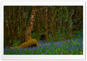 Moss Covered Trees and Bluebells Ultra HD Wallpaper for 4K UHD Widescreen desktop, tablet & smartphone