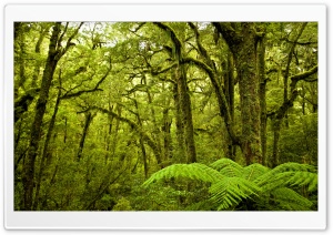 Moss Covered Trees, Forest Ultra HD Wallpaper for 4K UHD Widescreen desktop, tablet & smartphone