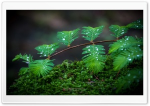 Moss Leaves And Drops Ultra HD Wallpaper for 4K UHD Widescreen desktop, tablet & smartphone