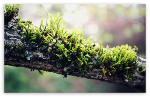 Moss On Branch UltraHD Wallpaper for 8K UHD TV 16:9 Ultra High Definition 2160p 1440p 1080p 900p 720p ; Widescreen 16:10 5:3 WHXGA WQXGA WUXGA WXGA WGA ; Fullscreen 4:3 5:4 3:2 UXGA XGA SVGA QSXGA SXGA DVGA HVGA HQVGA ( Apple PowerBook G4 iPhone 4 3G 3GS iPod Touch ) ; Tablet 1:1 ;