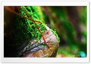 Mossy Tree Root Ultra HD Wallpaper for 4K UHD Widescreen Desktop, Lockscreen, Screensaver, TV, Tablet, Smartphone